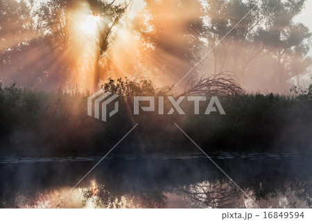 summer landscape dense fog in the oak grove summer landscape dense fog in the oak grove 16849594