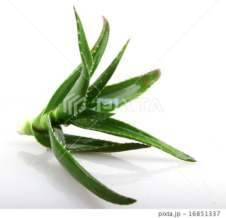 Aloe vera plant Aloe vera plant 16851337
