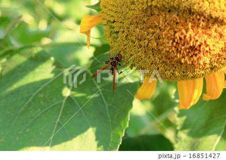 ヒマワリにアシナガバチ 16851427