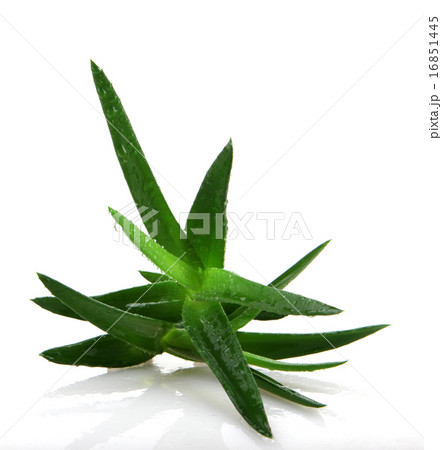 Aloe vera plant 16851445