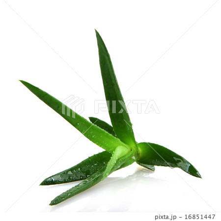 Aloe vera plant Aloe vera plant 16851447