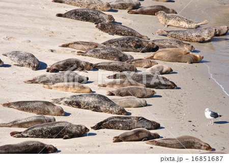 ラホヤビーチのアザラシ 16851687