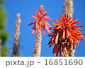 南国の赤い花 16851690