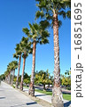 カリフォルニアのヤシの木 16851695