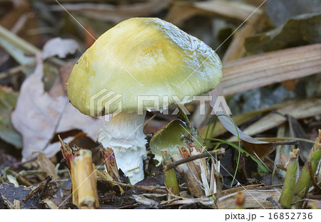 モエギタケ 16852736