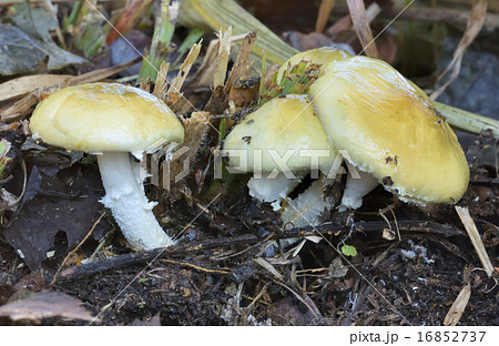 モエギタケの写真素材