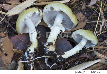 モエギタケの写真素材