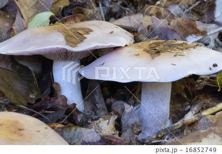 ムラサキシメジ 16852749