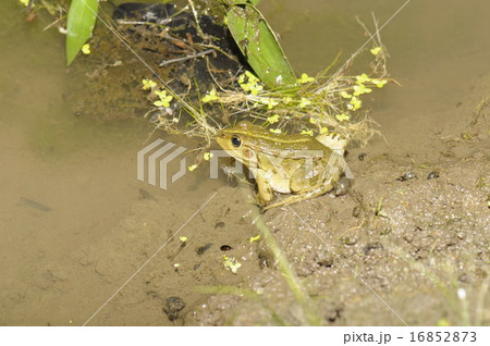 トウキョウダルマガエル5412 16852873