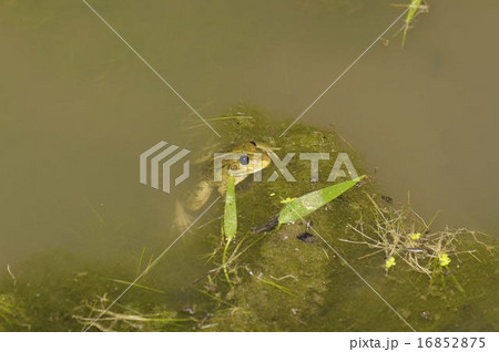 トウキョウダルマガエル5415 16852875
