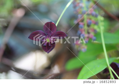 ホナガアケビの花 16852893