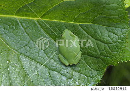 シュレーゲルアオガエル5457 16852911