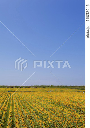 ひまわり ひまわり 16852943