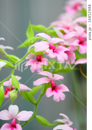 カランテ・ルベンス 16852988