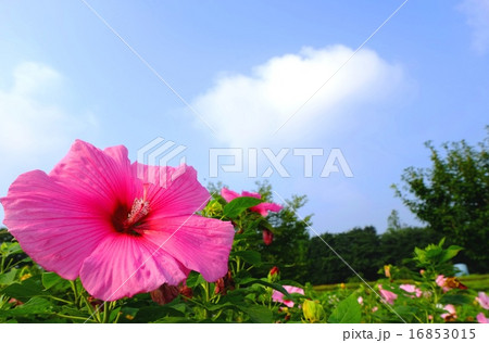 青空とアメリカフヨウ 青空とアメリカフヨウ 16853015