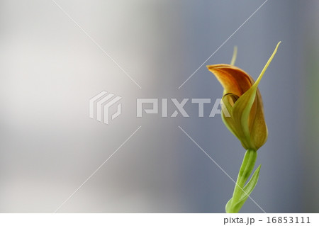 プテロスティリス・パプアナの花 プテロスティリス・パプアナの花 16853111