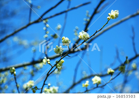 梅 月の桂の花 梅 月の桂の花 16853503