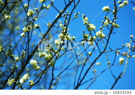 梅　月の桂の花 16853504