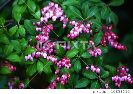 アケボノアセビの花咲く 16853516