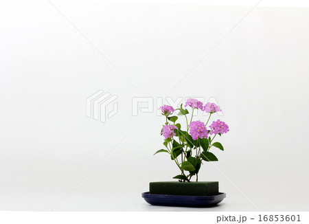 コバノランタナ のピンクをオアシスに挿して涼しさと明るさを演出 16853601