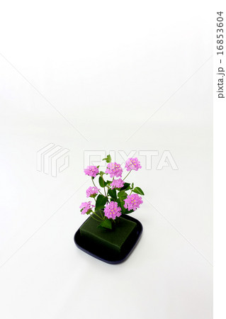 コバノランタナ のピンクをオアシスに挿して涼しさと明るさを演出 16853604