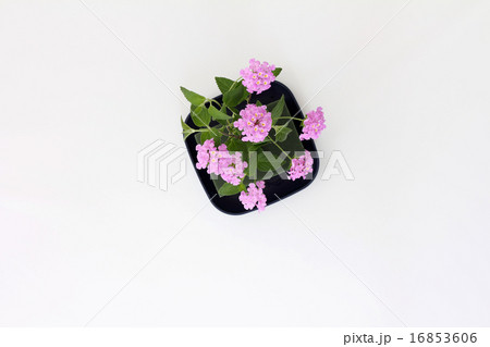 コバノランタナ のピンクをオアシスに挿して涼しさと明るさを演出 16853606