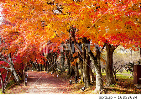 大覚寺の紅葉 大覚寺の紅葉 16853634