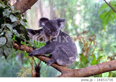 木の上にいるコアラ 木の上にいるコアラ 16853756