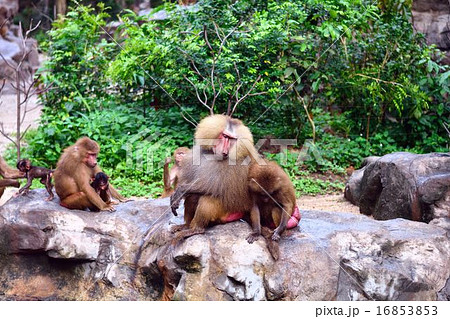 マントヒヒ マントヒヒ 16853853