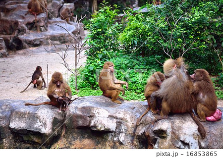 マントヒヒ マントヒヒ 16853865