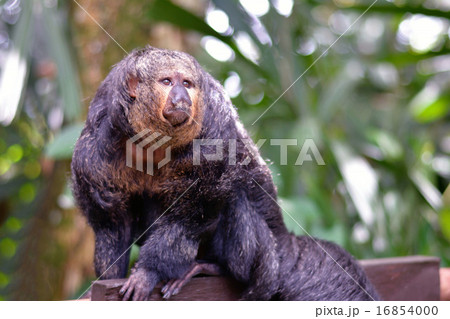 シロガオサキ 16854000