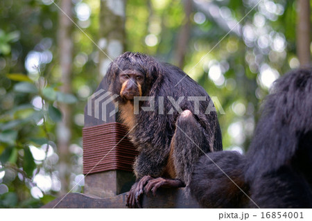 シロガオサキ 16854001