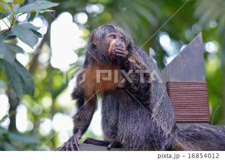 シロガオサキ シロガオサキ 16854012