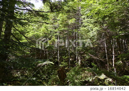森林のモミの木 森林のモミの木 16854042
