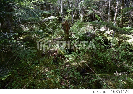 苔むす森林 16854120