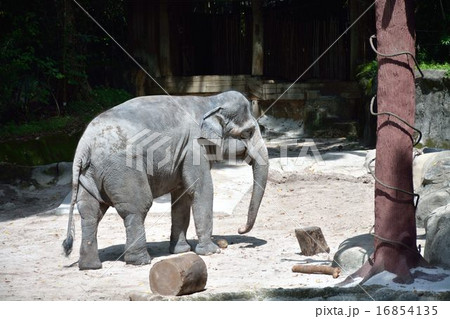アジア象 アジア象 16854135