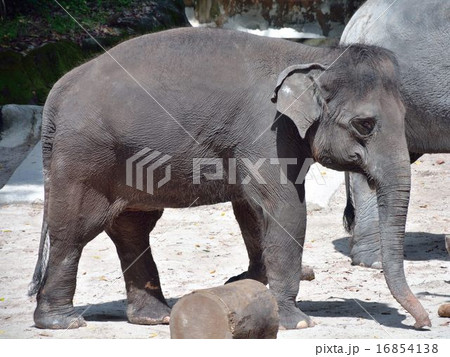 アジア象 16854138