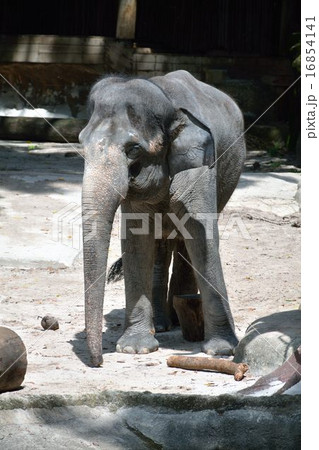 アジア象 16854141