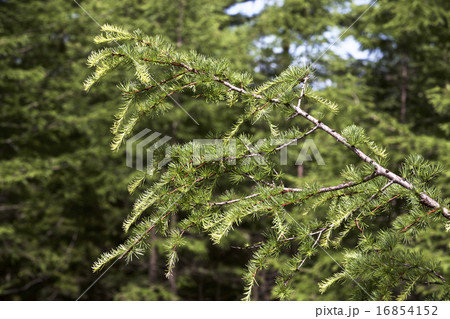 カラマツの若葉 16854152