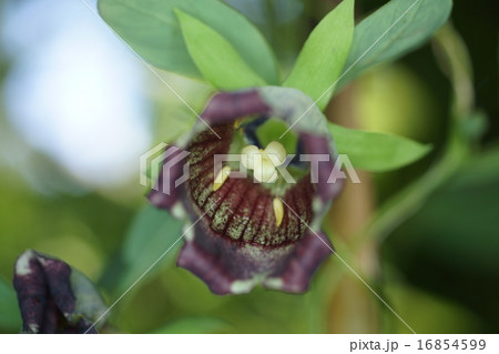 ツルニンジン 16854599