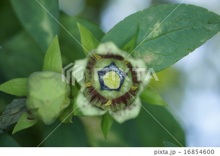 ツルニンジン 16854600