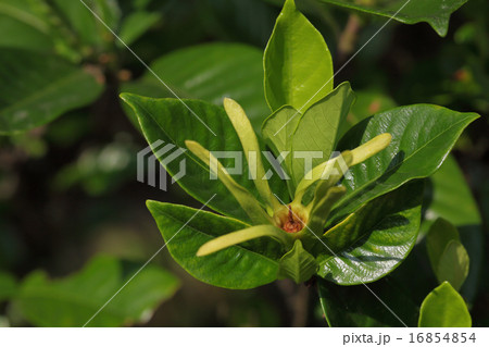 オオヤエクチナシの花後 16854854