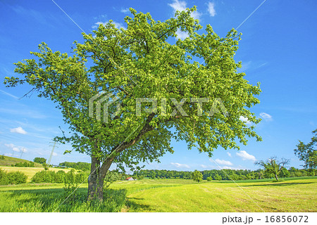 tree in summertime 16856072