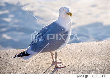 Herring gull, Larus fuscus L. 16856147
