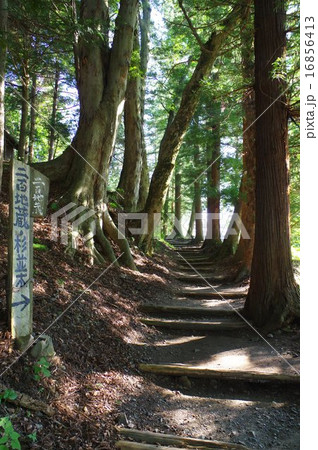 中山道　宿場町　信州木曽路　奈良井宿　中山道の杉並木（下から　縦） 16856413