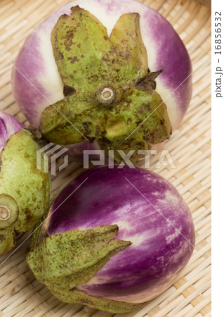 ナス　トンダ・ビアンカ 16856532