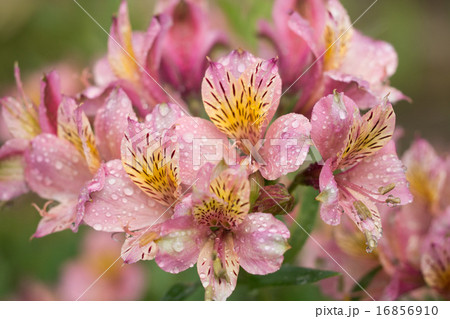 ユリズイセン ユリズイセン 16856910