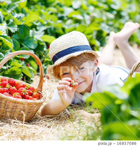 Little kid boy picking strawberries on farm, outdoors. 16857086