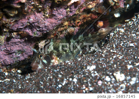 隠れるイソギンポ 16857145