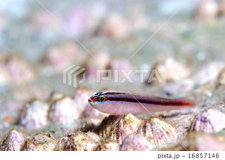 イチモンジハゼとどまる 16857146